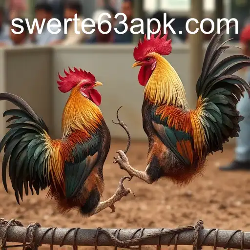 The Controversial World of Cockfighting